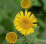 Pulicaria dysenterica