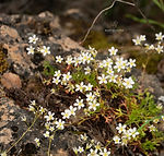 Galicia wildflowers - Explore Galicia's floral beauty
