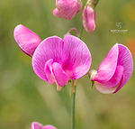 Galicia wildflowers - Explore Galicia's floral beauty