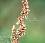 Amaranthus deflexus
