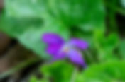 Viola odorata