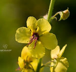 Verbascum blattaria
