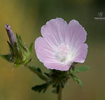 Althaea hirsuta
