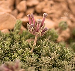 Asperula glomerata