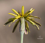 Pseudopodospermum molle