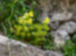 Saxifraga mutata subsp. demissa