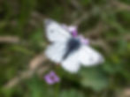 Pieris bryoniae, male