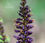 Amorpha fruticosa