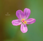 Galicia wildflowers - Explore Galicia's floral beauty