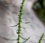 Rumex palustris
