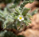 Anchusa aegyptiaca