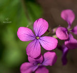 Galicia wildflowers - Explore Galicia's floral beauty