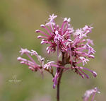 Centranthus longiflorus 