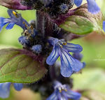 Galicia wildflowers - Explore Galicia's floral beauty