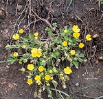 Potentilla incana