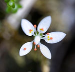Galicia wildflowers - Explore Galicia's floral beauty
