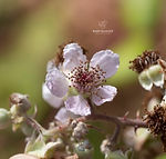 Galicia wildflowers - Explore Galicia's floral beauty