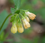 Symphytum tuberosum