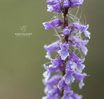 Galicia wildflowers - Explore Galicia's floral beauty