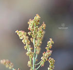 Rumex acetosella