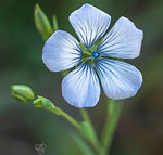 Galicia wildflowers - Explore Galicia's floral beauty