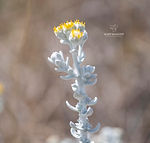 Galicia wildflowers - Explore Galicia's floral beauty