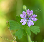 Galicia wildflowers - Explore Galicia's floral beauty