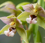 Epipactis helleborine