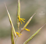 Bromus tomentellus