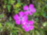 Dianthus glacialis subsp. gelidus
