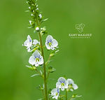 Veronica serpyllifolia