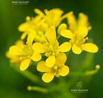 Rorippa sylvestris