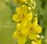 Verbascum densiflorum