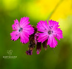 Dianthus carthusianorum