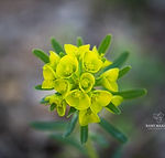 Euphorbia cyparissias