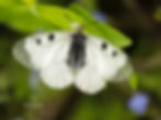 Parnassius mnemosyne