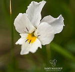 Viola tricolor