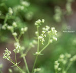Galium sylvaticum
