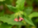 Pulmonaria rubra