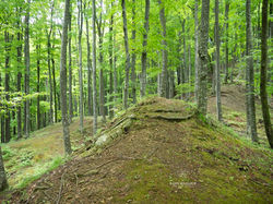 Luzulo-Fagetum Forest