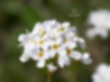Noccaea banatica