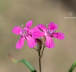 Viscaria vulgaris