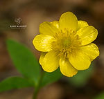 Ranunculus carpaticus