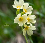 Primula elatior subsp. elatior