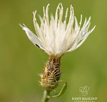 Centaurea diffusa