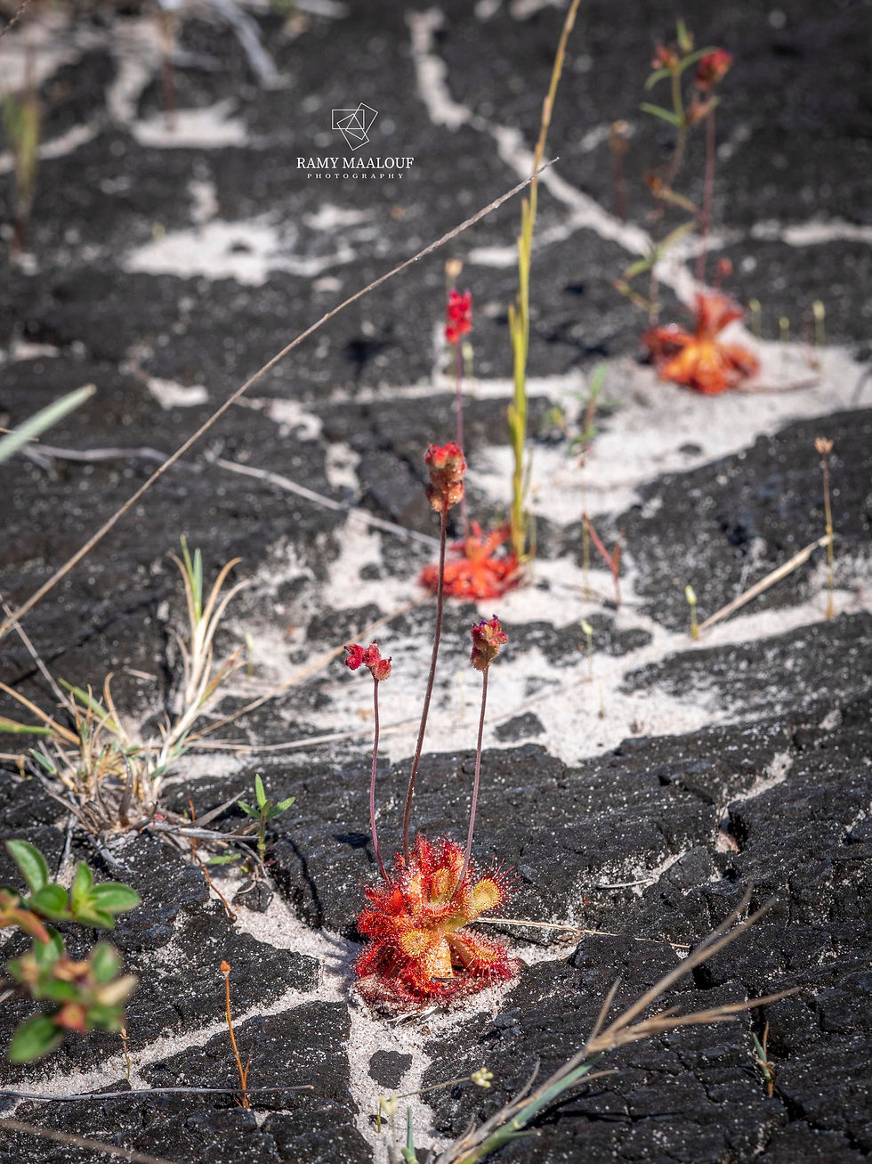 Drosera sessifolia on black soi;
