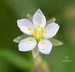 Galicia wildflowers - Explore Galicia's floral beauty