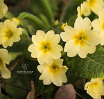 Primula vulgaris