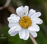 Achillea oxyloba subsp. schurii