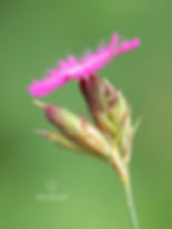 Dianthus henteri